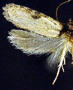 Exaeretia umbraticostella