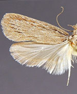 Apachea barberella