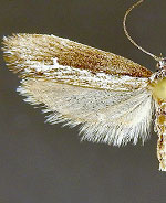 Ethmia epileuca