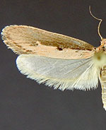Ethmia epileuca