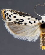 Ethmia bittenella