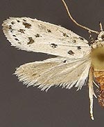 Ethmia julia