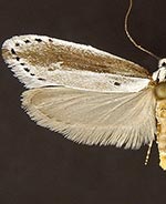 Ethmia albicostella