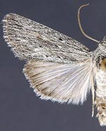 Catabena sagittata