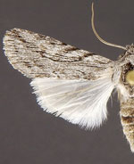Infralathosea unicornis