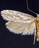 Ethmia angustalatella