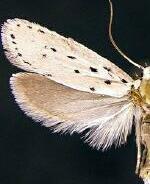 Ethmia sp.