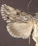 Sympistis ciliata