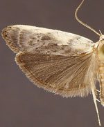 Antaeotricha furcata