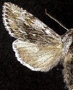 Cucullia pulla