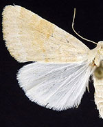 Trichocosmia inornata