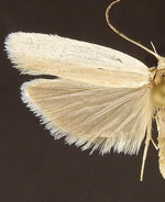 Antaeotricha utahensis