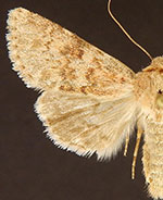 Scotogramma densa