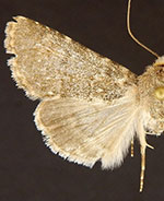 Scotogramma densa