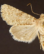 Scotogramma densa