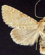 Scotogramma harnardi