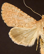 Scotogramma harnardi