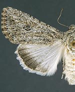 Scotogramma yakima