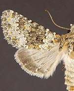 Hecatera dysodea