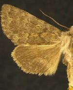 Lasionycta silacea