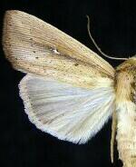 Leucania scirpicola