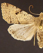 Orthosia behrensiana