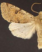 Orthosia behrensiana