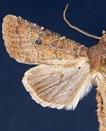 Trichopolia ustulata