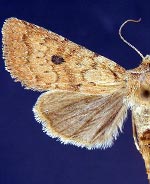 Trichopolia mulina