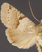 Ulolonche dilecta