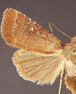 Pseudorthodes keela