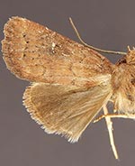 Pseudorthodes keela