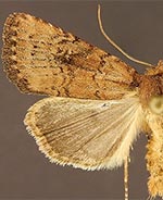 Pseudorthodes virgula