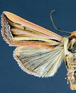 Hypotrix ferricola