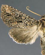 Tricholita knudsoni