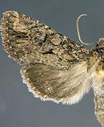 Tricholita knudsoni