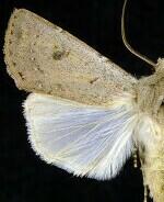 Agrotis vetusta