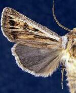 Agrotis daedalus