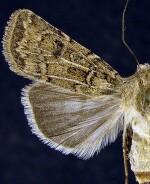 Agrotis orthogonia