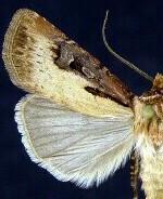 Agrotis vancouverensis