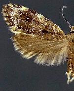 Eido trimaculella