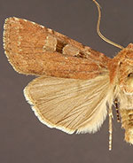 Euxoa lewisi