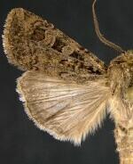 Euxoa septentrionalis