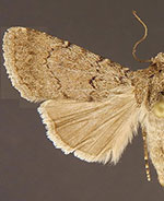 Euxoa bifasciata