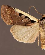 Dichagyris mizteca