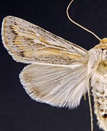 Protogygia polingi