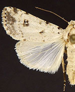 Anicla cemolia