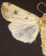 Anicla cemolia