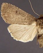 Graphiphora augur