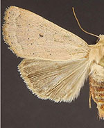 Abagrotis erratica